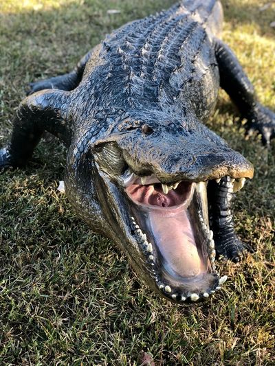 Realistic life size replica alligator with mouth open near a pond.