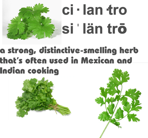 Cilantro