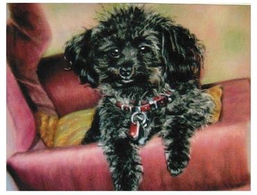 Pastel original little dog portrait, 8x10 commissioned piece by Susan Pettit.