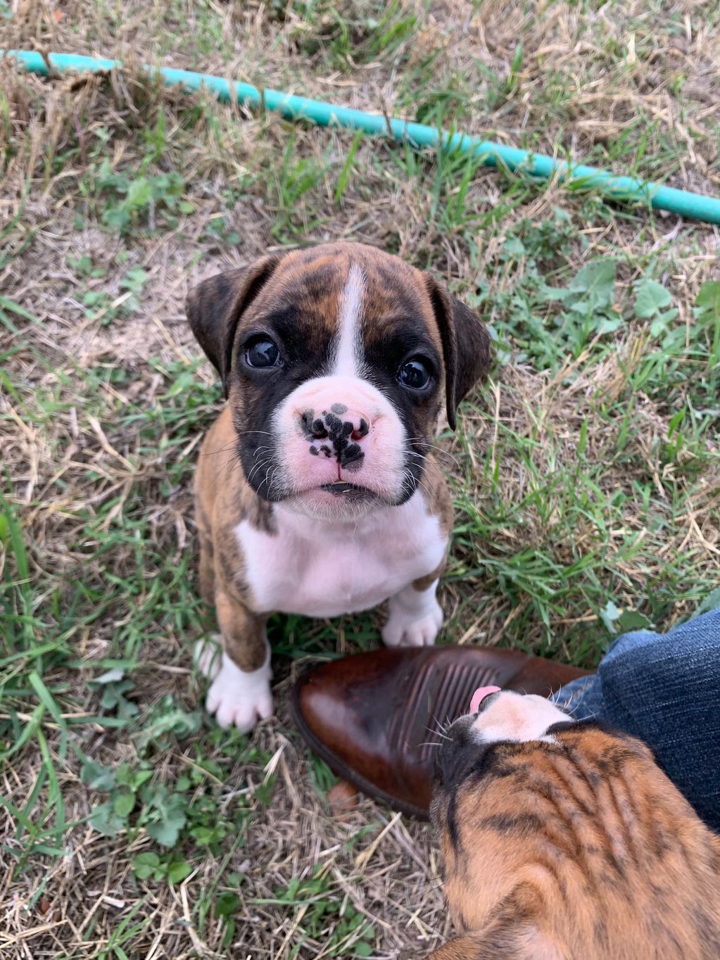 male flashy brindle