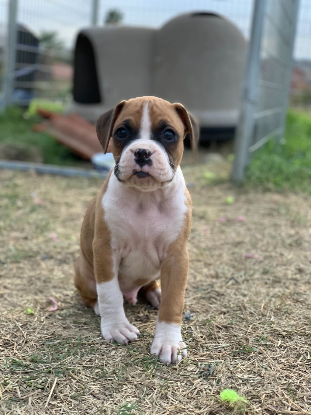 male, flashy fawn boxer puppy