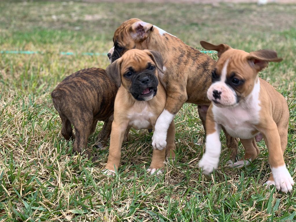 boxer pups