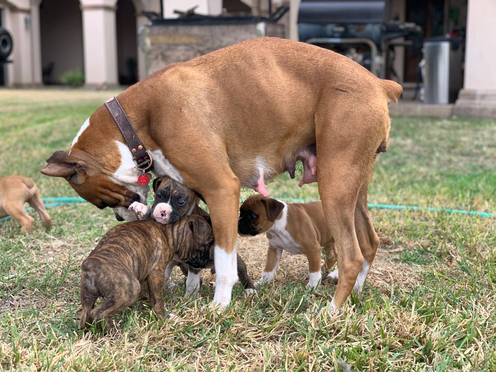 boxer pups