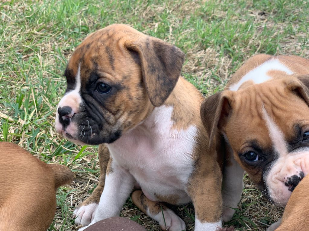 flashy brindle, male boxer