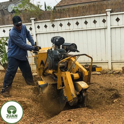 Local tree service tree trimming tree removal tree cutting tree care tree topping tree lacing stump 