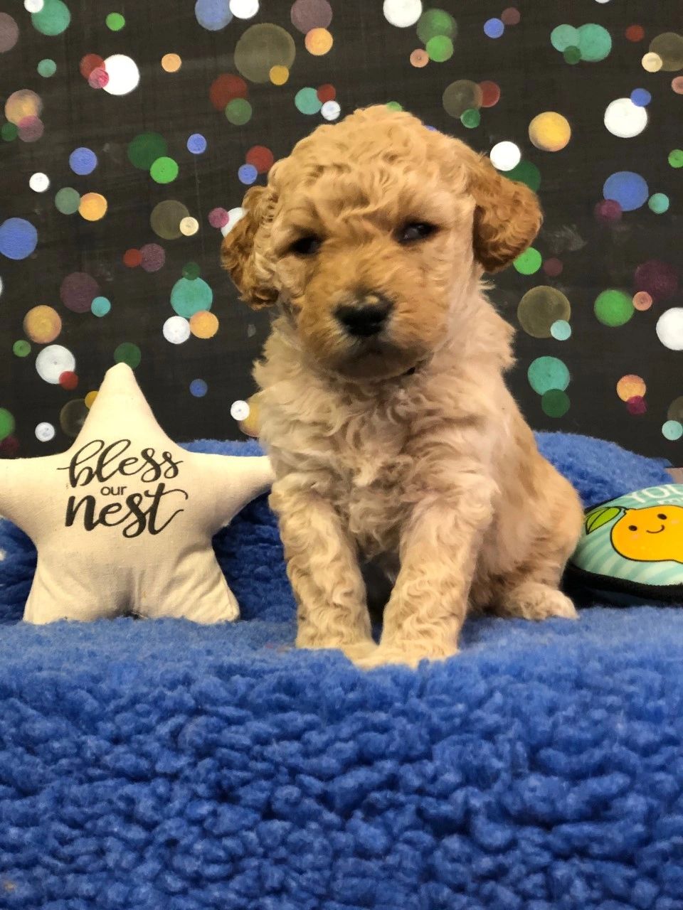 F1b mini golden doodle boy available nonshedding coat wavy puppy