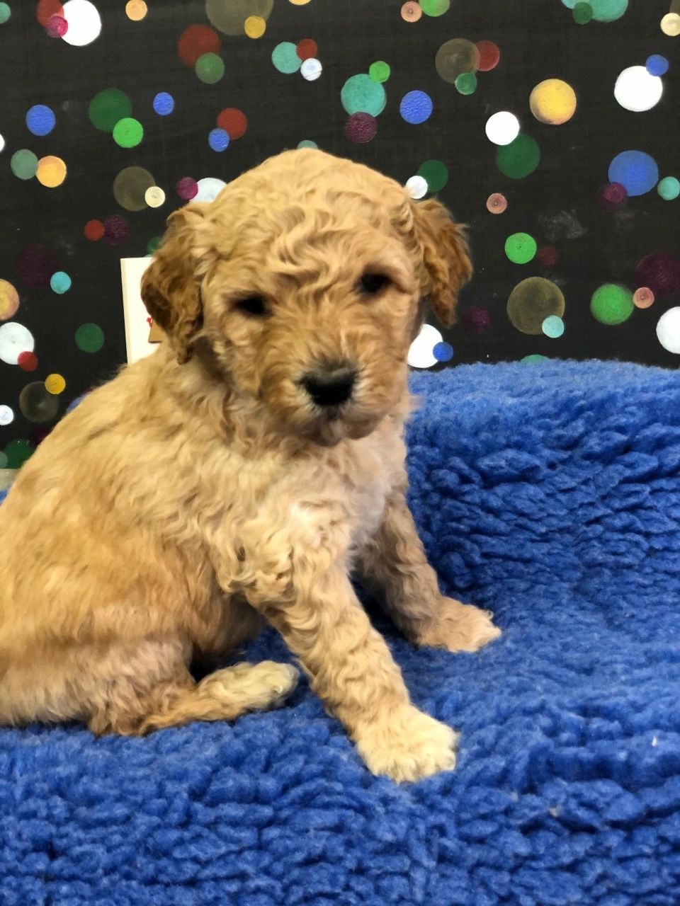 F1b mini golden doodle puppy available boy coalcountrydoodles