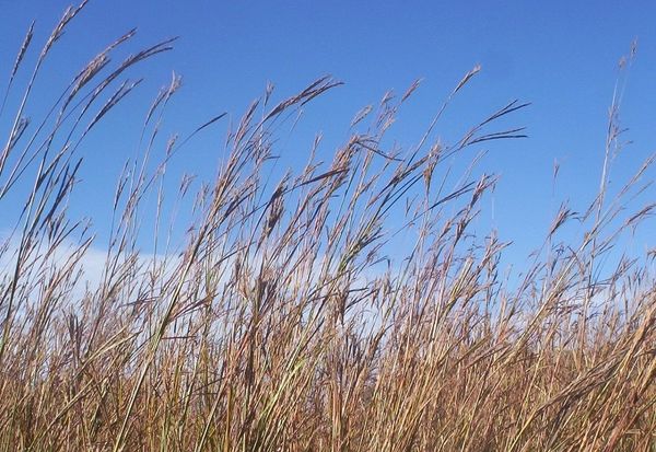 Big bluestem deals native grass