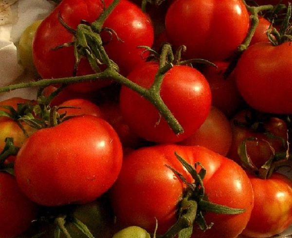Brandywine Organic Heirloom Tomato, Solanum lycopersicum
