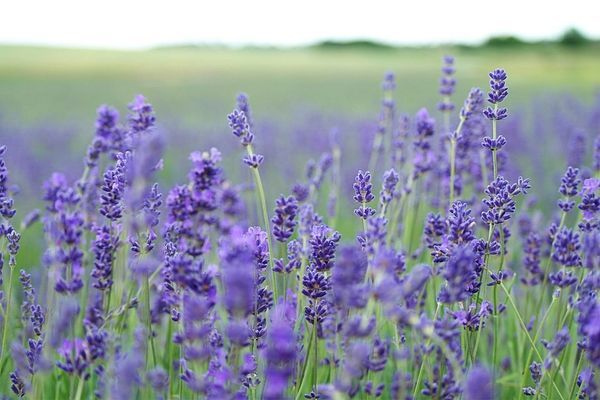 English Lavender