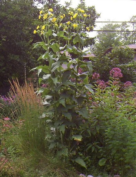 Cup plant store