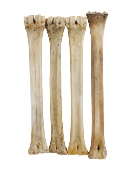 alden deer bone
