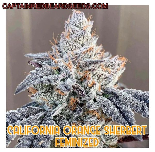 California Orange Sherbert 5 Pack Feminized Consult Fee