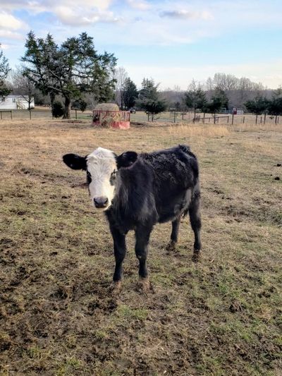 Baldy cow