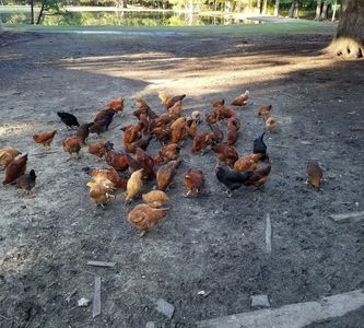 chickens