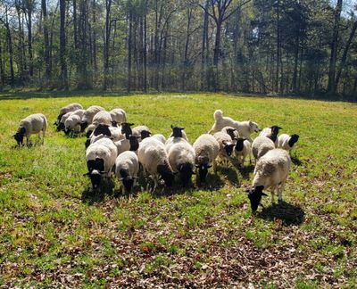 Dorper Sheep and Great Pyrenees livestock guardian dog