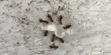 Ants consuming our ant gel bait