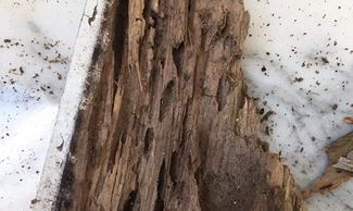 Termite wood damage