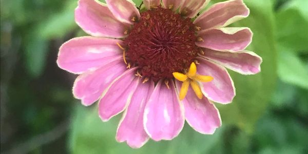 The Zinnia Flower symbolizes lasting friendship, goodness and remebrance.