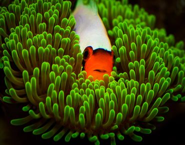 White Wyoming Clownfish in Sea Anemone