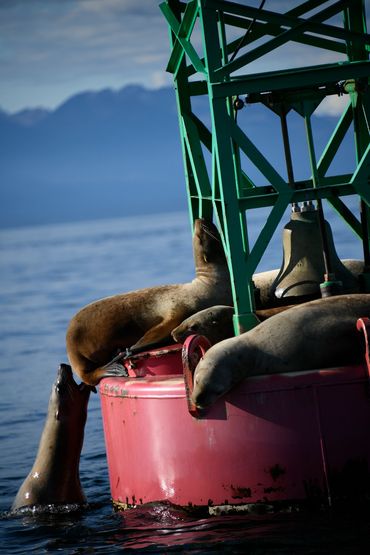 Sleeping Sea Lions in Juneau Alaska
