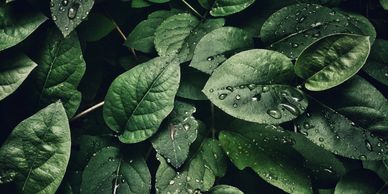 books, writing, author, ron prasad, novel, chapters, indigo, amazon, reading, earth