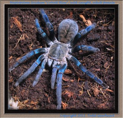tarantula, Cyriopagopus lividus, cobalt blue