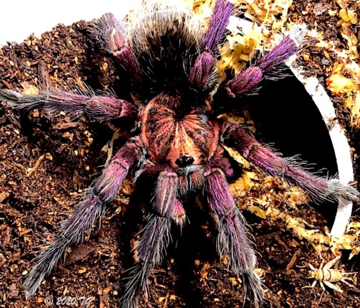 Tarantula Spiders - Tarantulas, Spiders, Centipedes