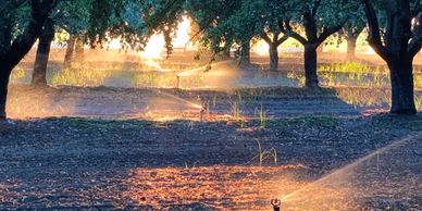 Using micro sprinklers to reduce water usage.