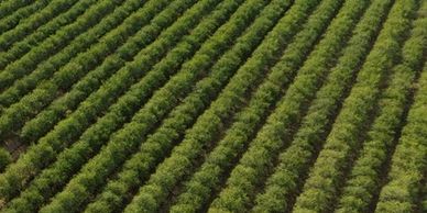 Almond trees improve air quality when they utilize Co2 in the air.