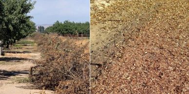 Tree prunings are reincorporated back into the orchard soil to improve soil makeup and increase carb