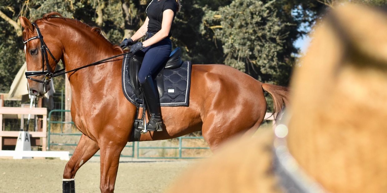 Dressage Hillary Martin