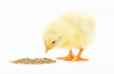 Animal Feed, Feed premix, feedgrade, poultry, vitamins