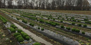 On-farm food loss lettuce unharvested. Lisa Johnson
