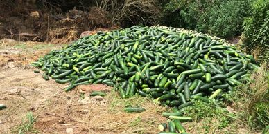 food loss. cucumbers on-farm food loss. Lisa Johnson. ugly produce. circular farming. 
