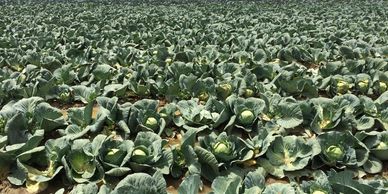 on-farm food loss. cabbage. in-field. unharvested. Lisa Johnson. 