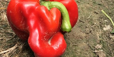 ugly produce. On-farm food loss. Lisa Johnson