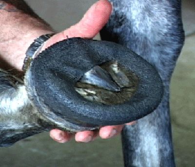 Perfect Hoof Wear Poly wraps the hoof cast alternative. Hoof boot alternative. Hoof Protection