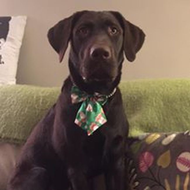 Labrador Retriever Puppies in Toronto, Ontario Lucky Labs