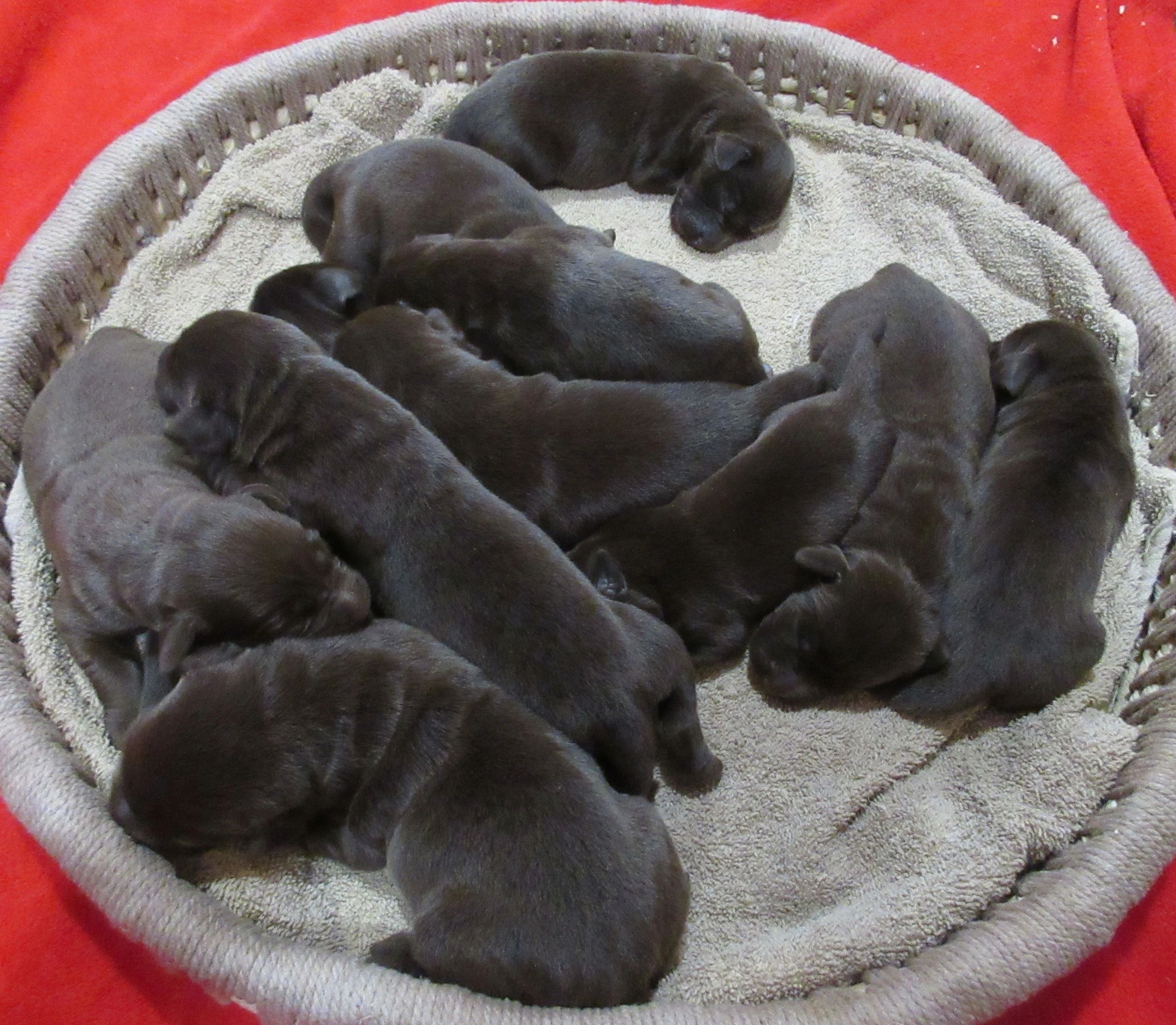 litter of lab puppies