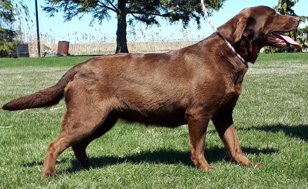 Lucky Labs Adult Labrador Retriever, Breeder Lucky Labs