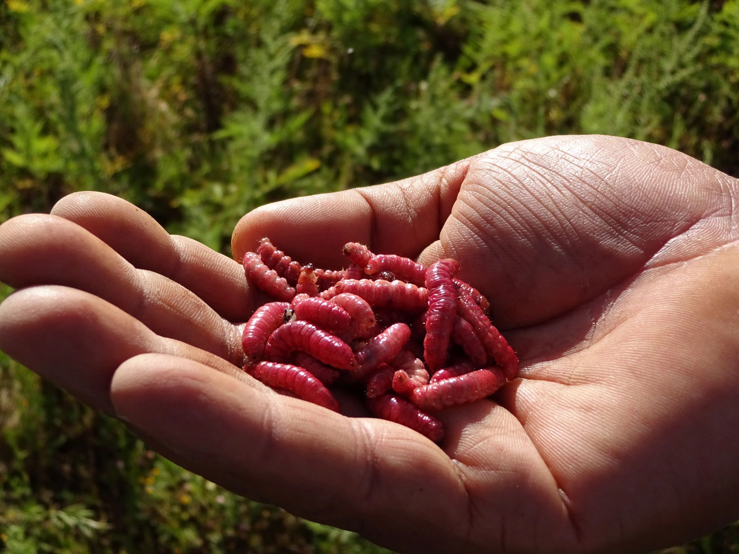 Datos Nutricionales Del Gusano Rojo De Maguey