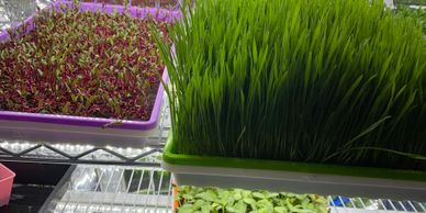 Beets and wheatgrass flats