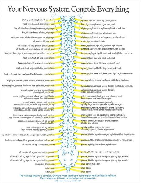 Nerve Insert (50 A4 Sheets)