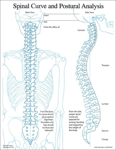 Spinal Curve and Posture Insert (50 A4 Sheets)