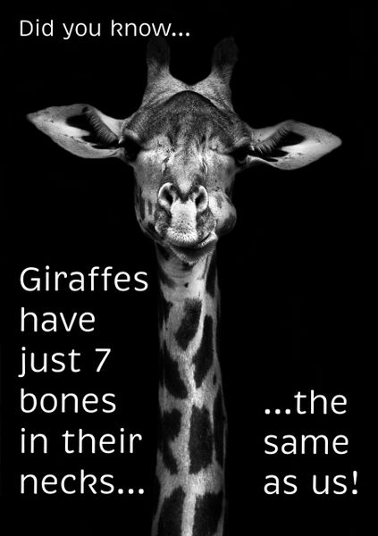 Giraffe Poster (18" x 24")