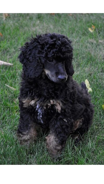 Miniature Poodle Puppy