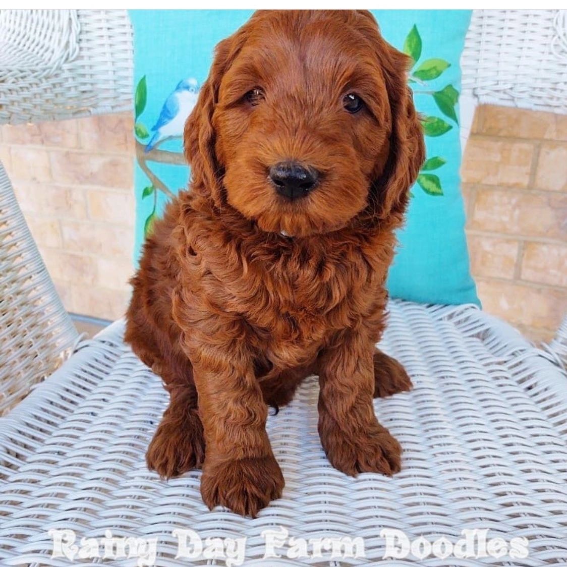 What Is A Double Doodle Dog what-is-a-double-doodle-dog