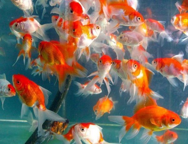 medium goldfish