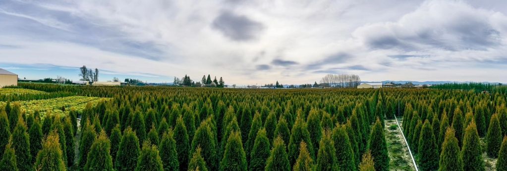 nursery trees for the pacific northwest